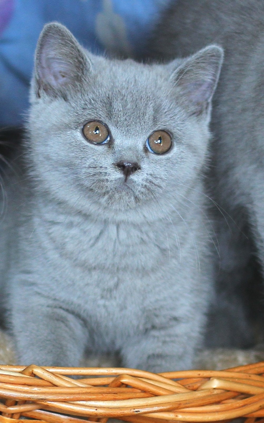 Британский прямоухий кот