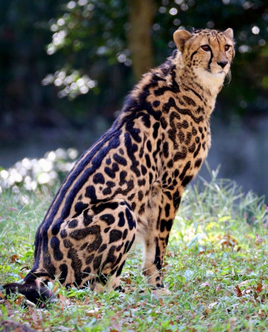 Королевский гепард