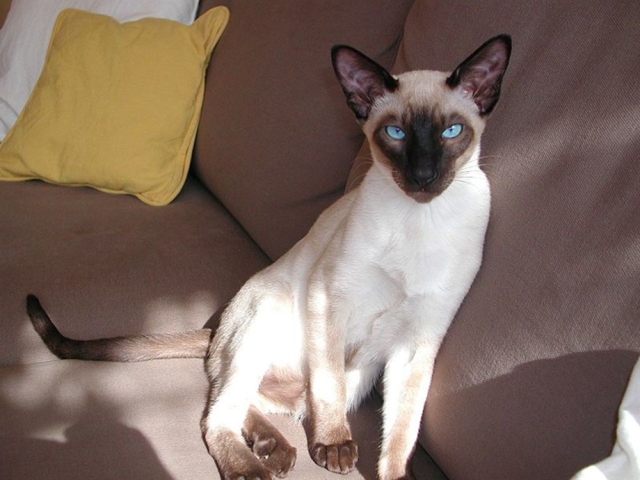 Чистокровный сиамский кот