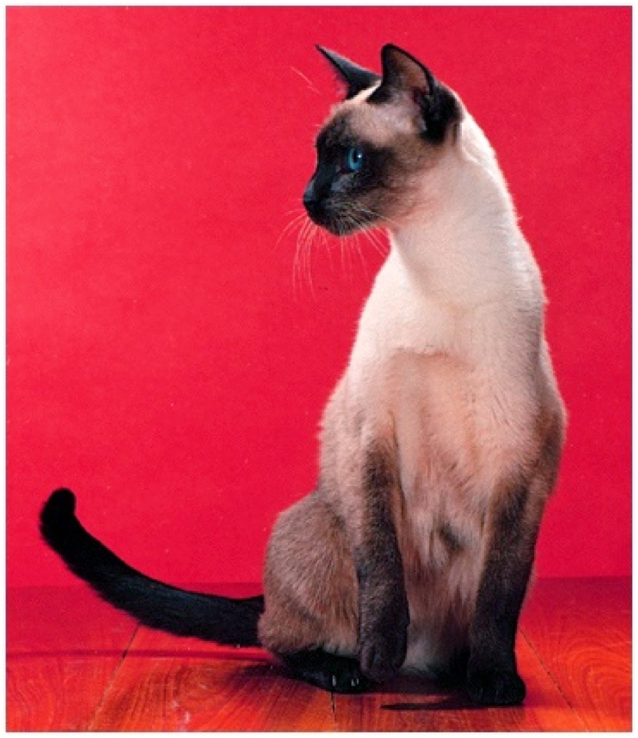 Сиамская и тайская кошка