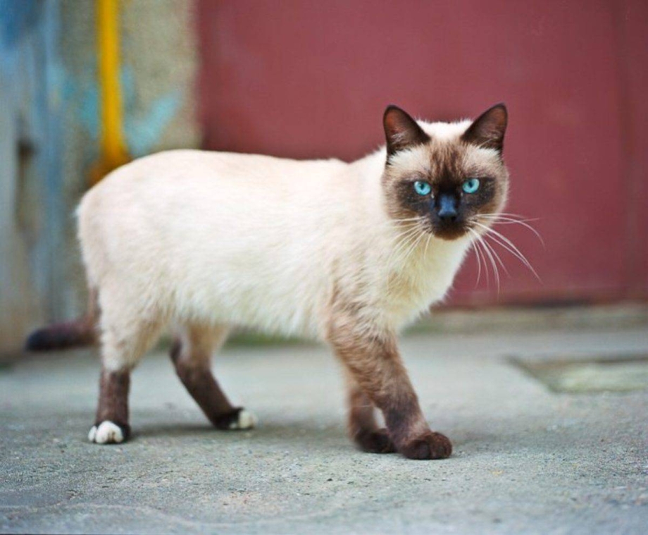 Сиамская кошка белая