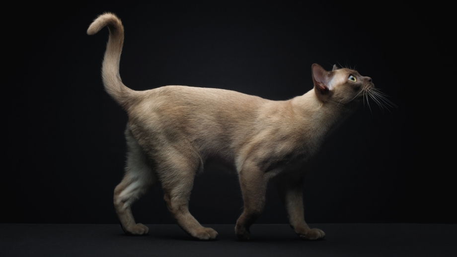 Сиамская кошка хвост