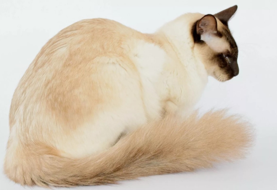 Балийская кошка