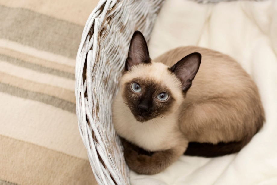 Сиамская сидячая кошка