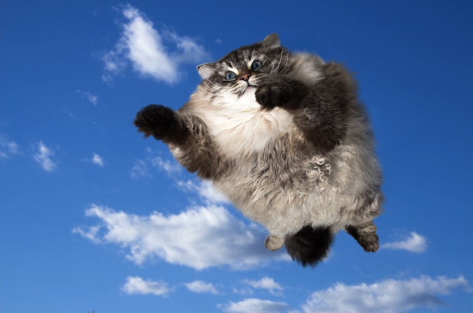 Летающие коты