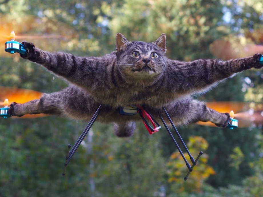 Летучий кот