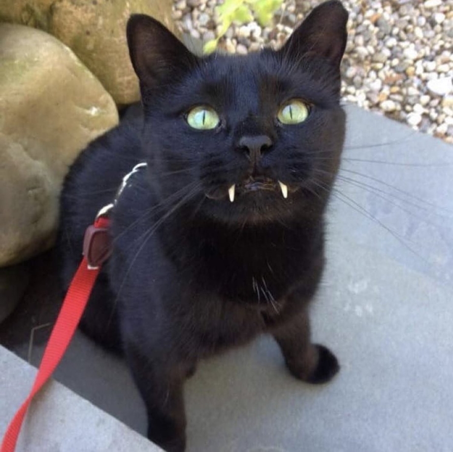 Черный кот с клыками