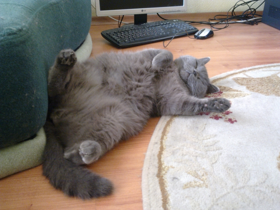 Кот спит без задних ног