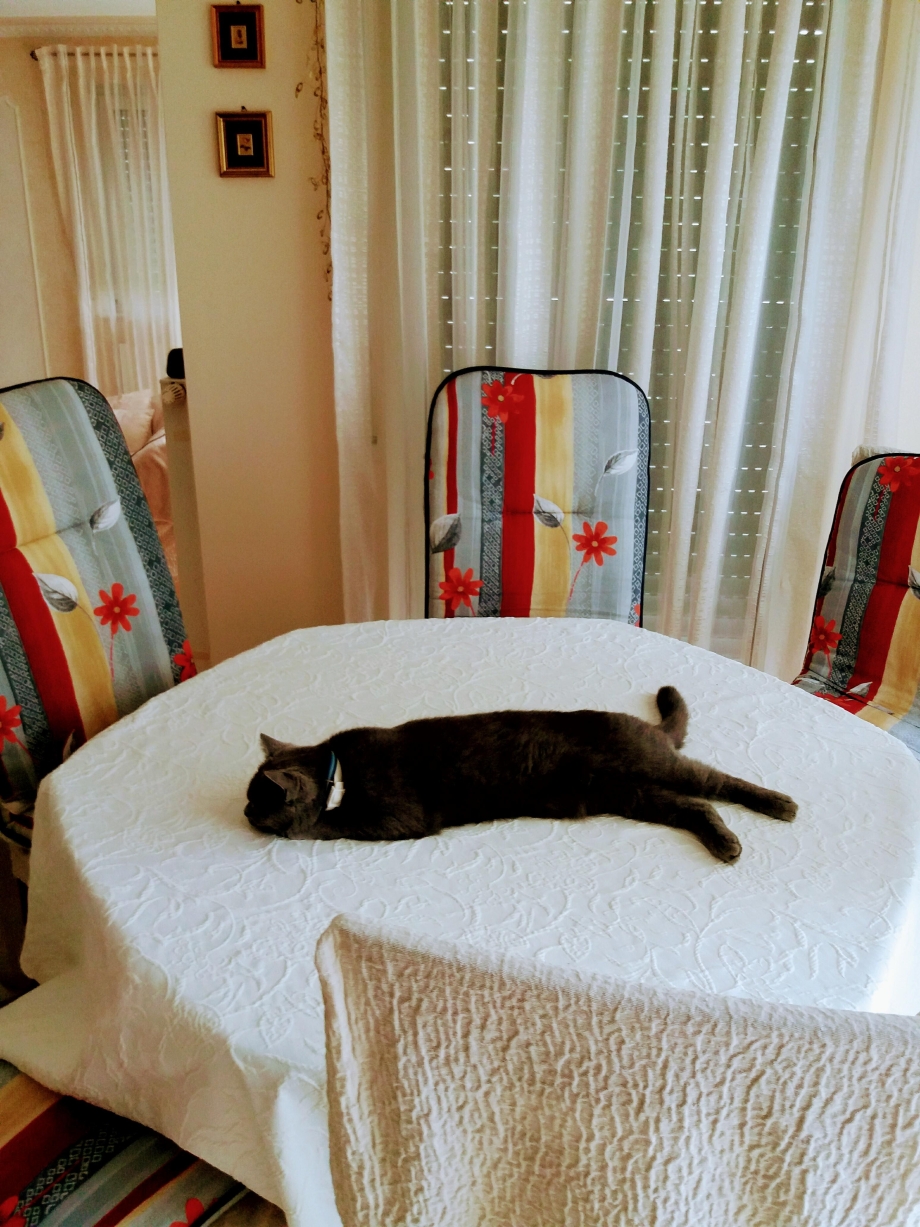 Котенок спит без задних ног
