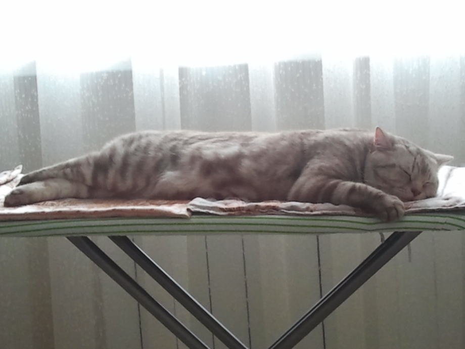 Кот спит на окне