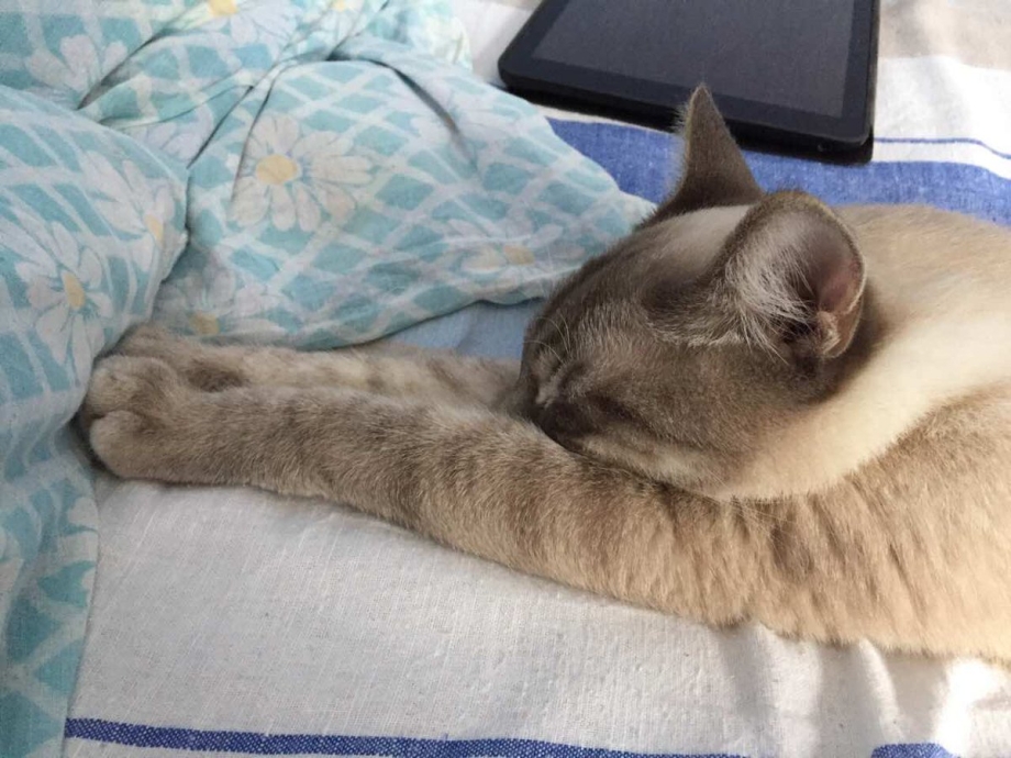 Кошка спит вытянувшись