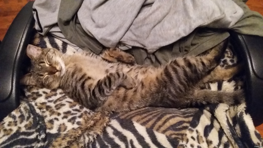 Коте приколы