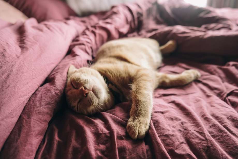 Крепко спящий кот