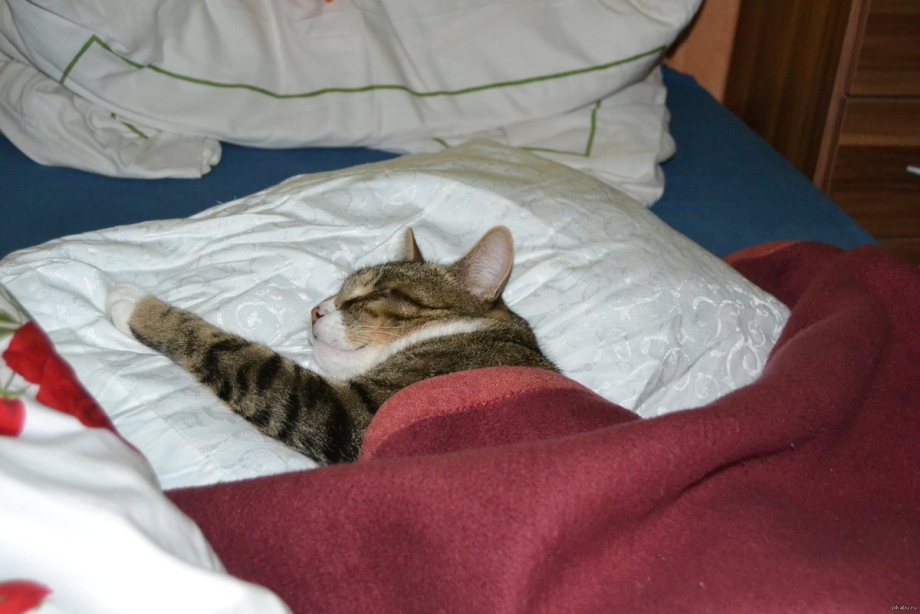 Спящие коты смешные