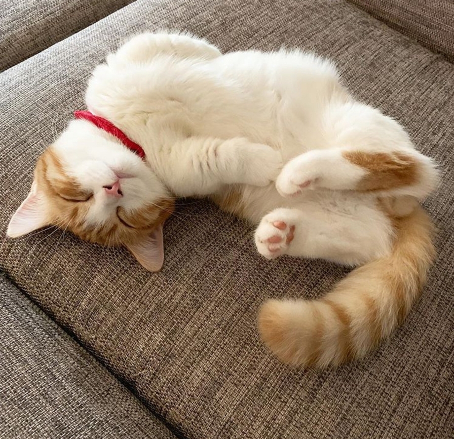 Коты спят на спине