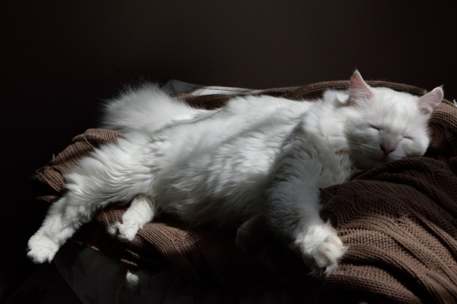 Коты валяются