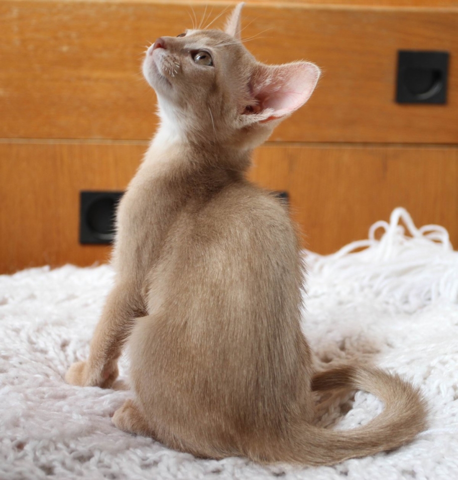Фавн кот