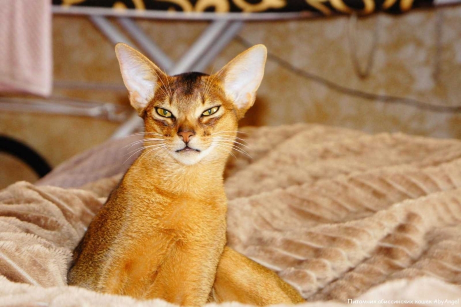 Shadeaby питомник Абиссинской кошек