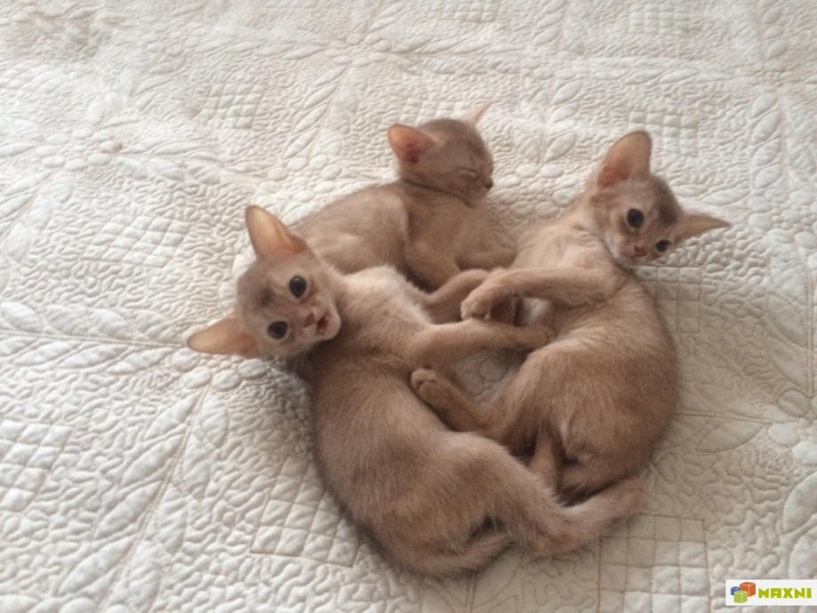 Абиссинская кошка