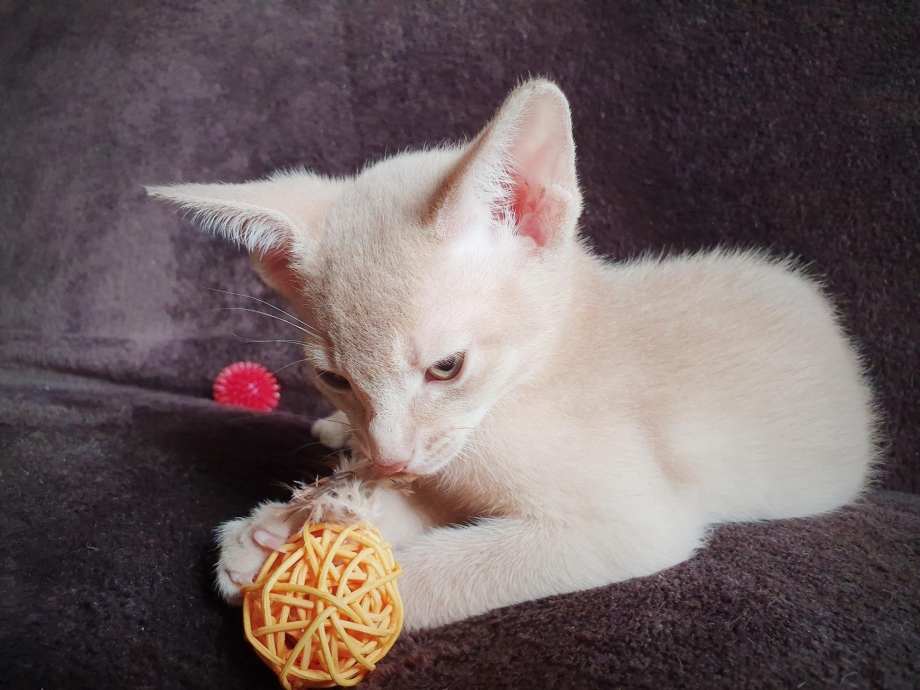 Abyssinian Cats Fawn Color