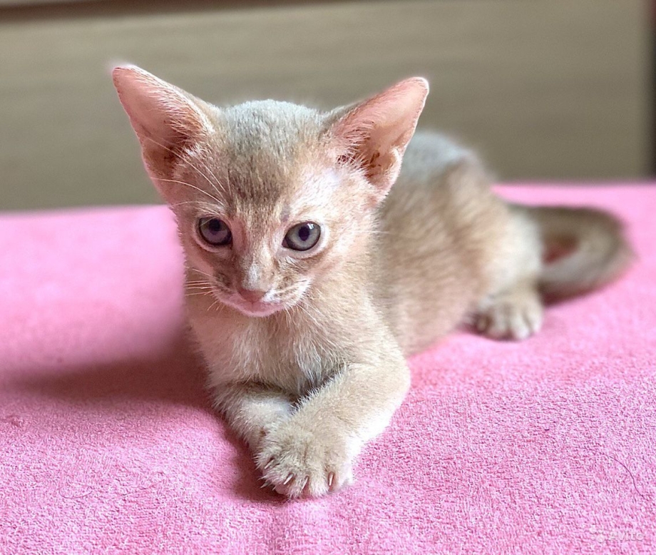 Котенок фавн