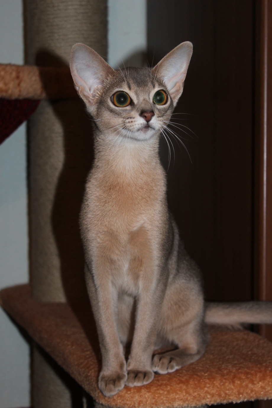 Кошка Manekimur