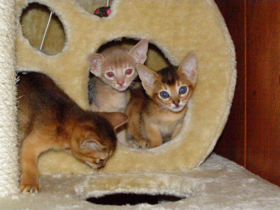 Абиссинские косоглазые кошки