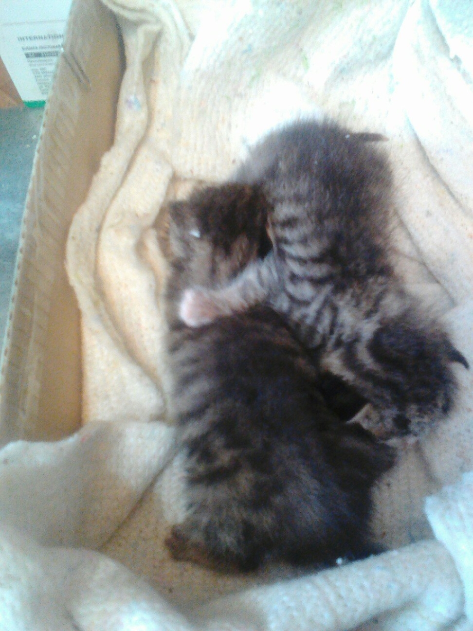 У котенка открываются глазки