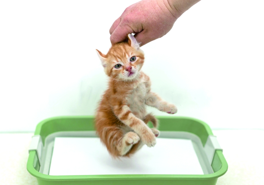 Приучить котенка к лотку