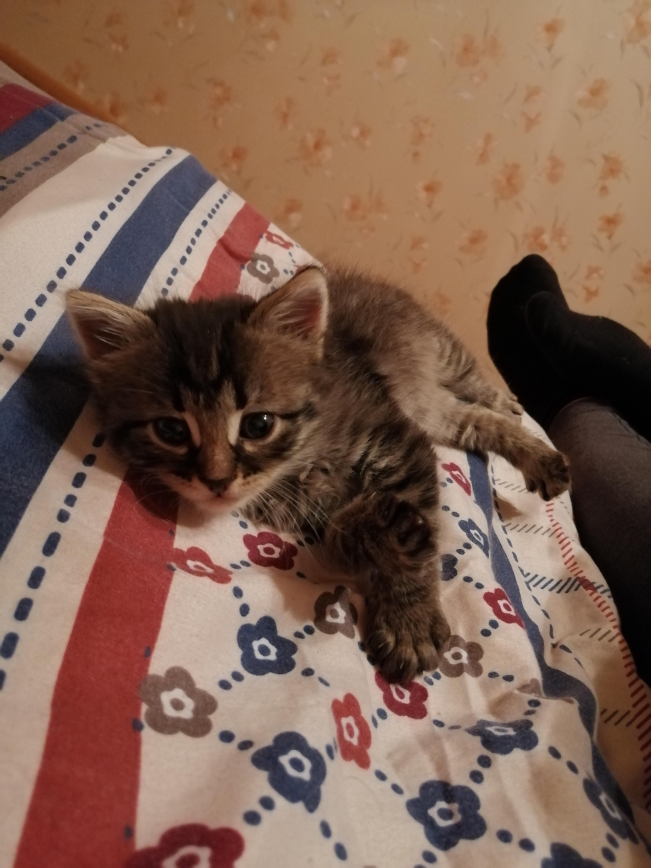 Маленький котёнок в большой комнате