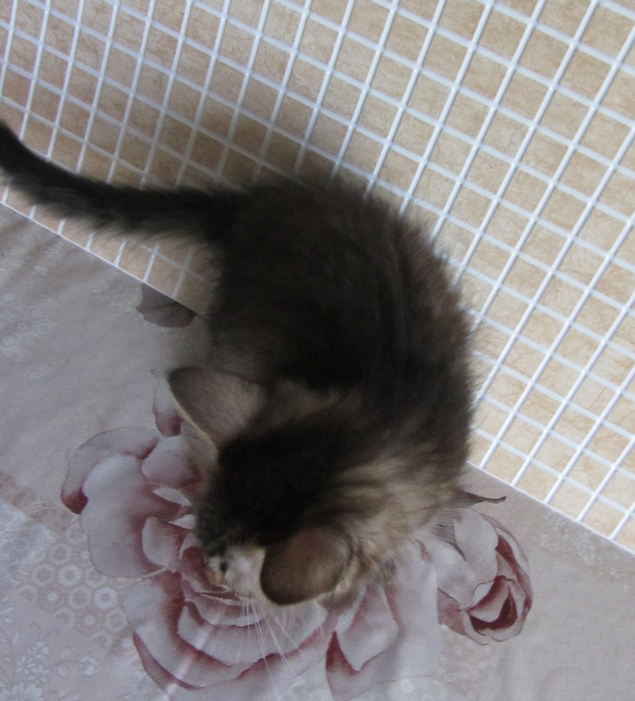 Лоток для кошек