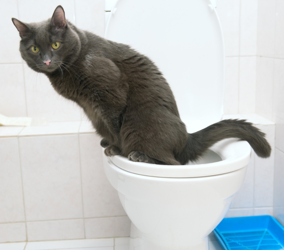 Пристроить котят Киров