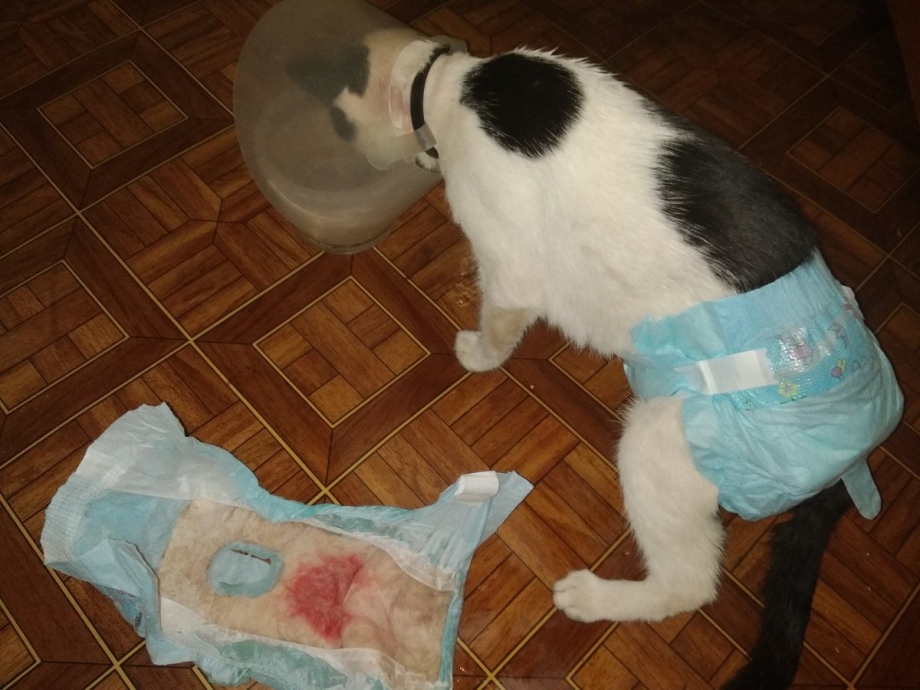 Памперс для кота