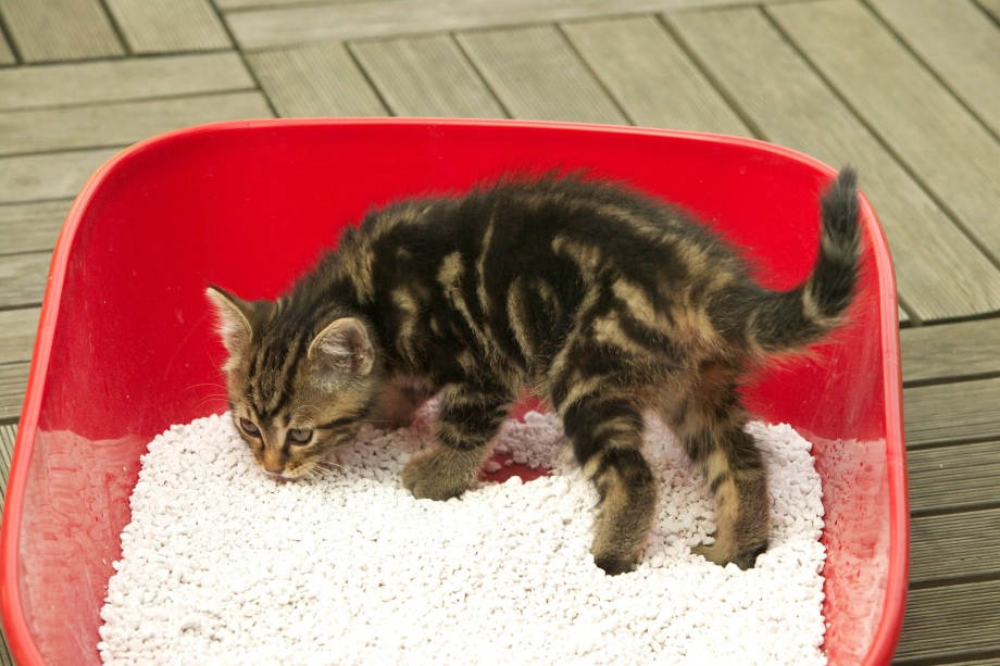 Приучение котенка к лотку