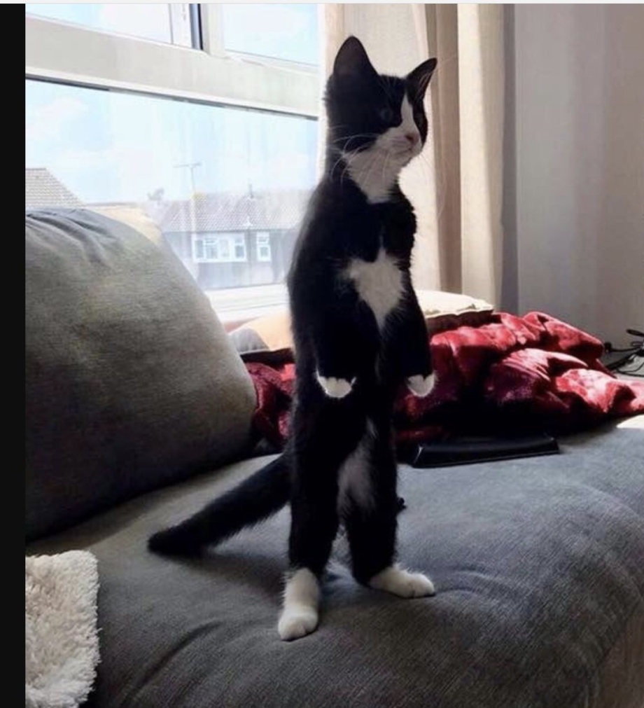 Кошка сидит на задних лапах