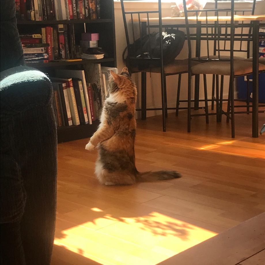 Кот стоящий на задних лапах