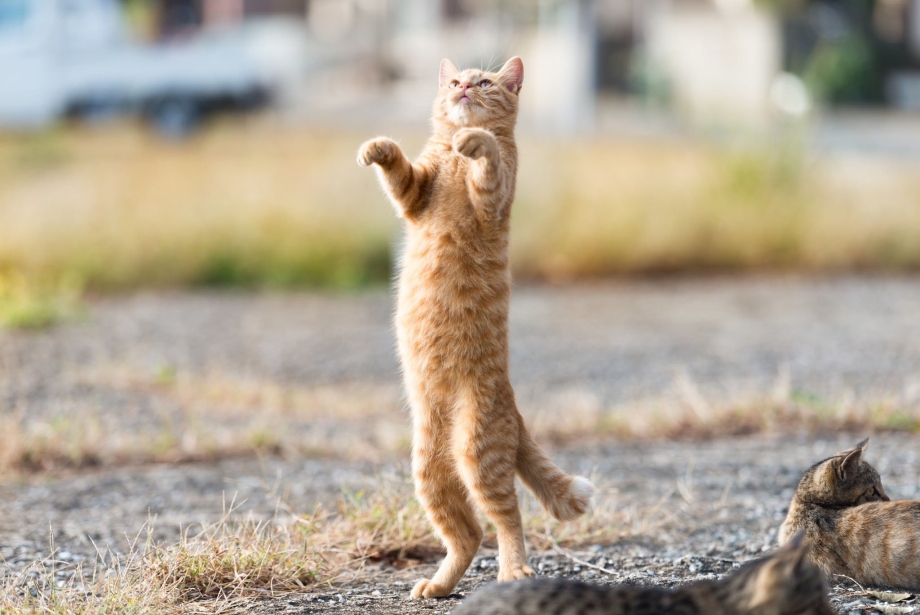 Коты на двух лапах