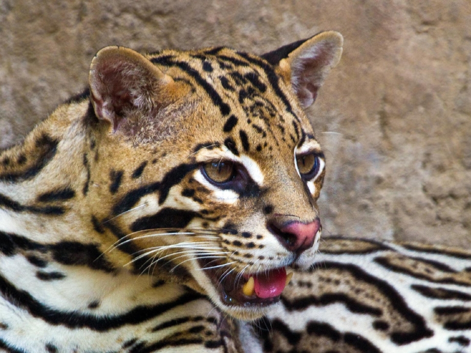 Оцелот (leopardus pardalis)