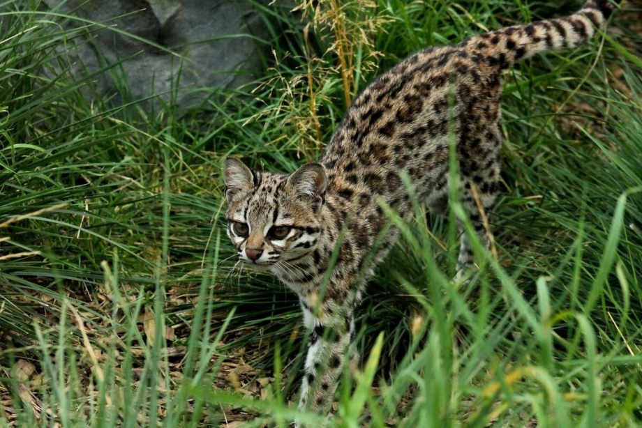 Маргай кошка