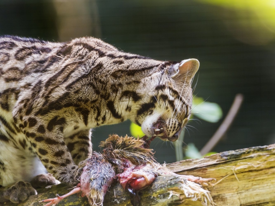 Leopardus tigrinus