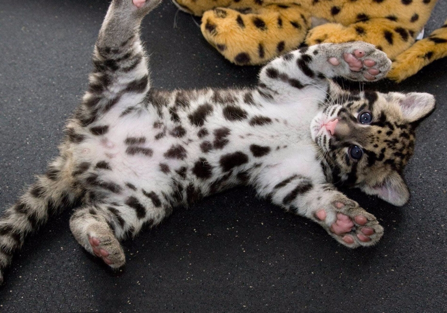 Онцилла тигровая кошка