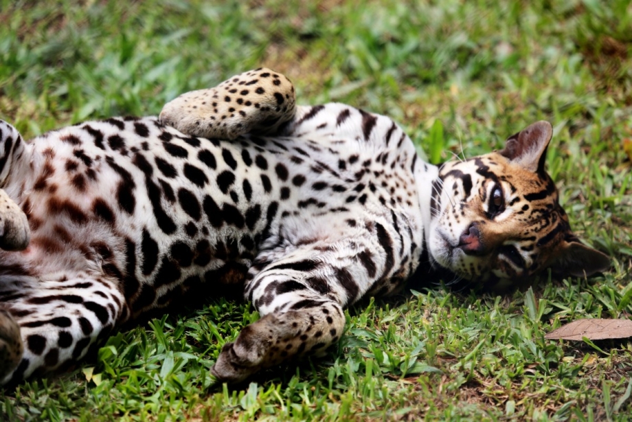Оцелот (leopardus pardalis)