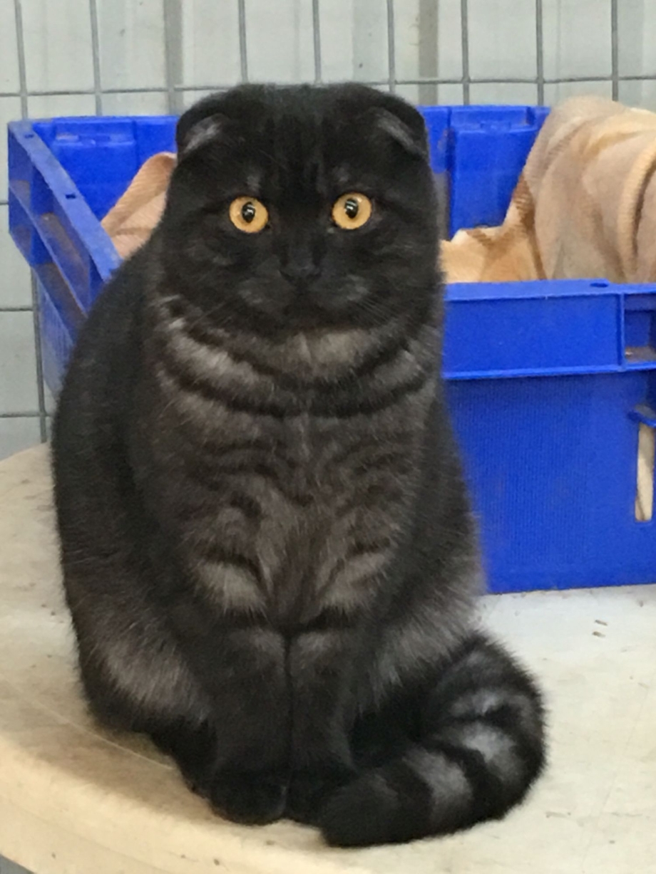 Скоттиш фолд вислоухий черный