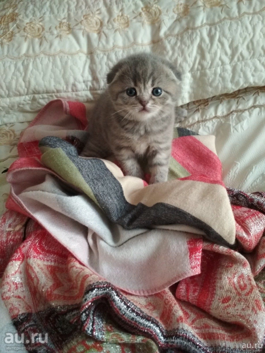 Скоттиш фолд дымчатый