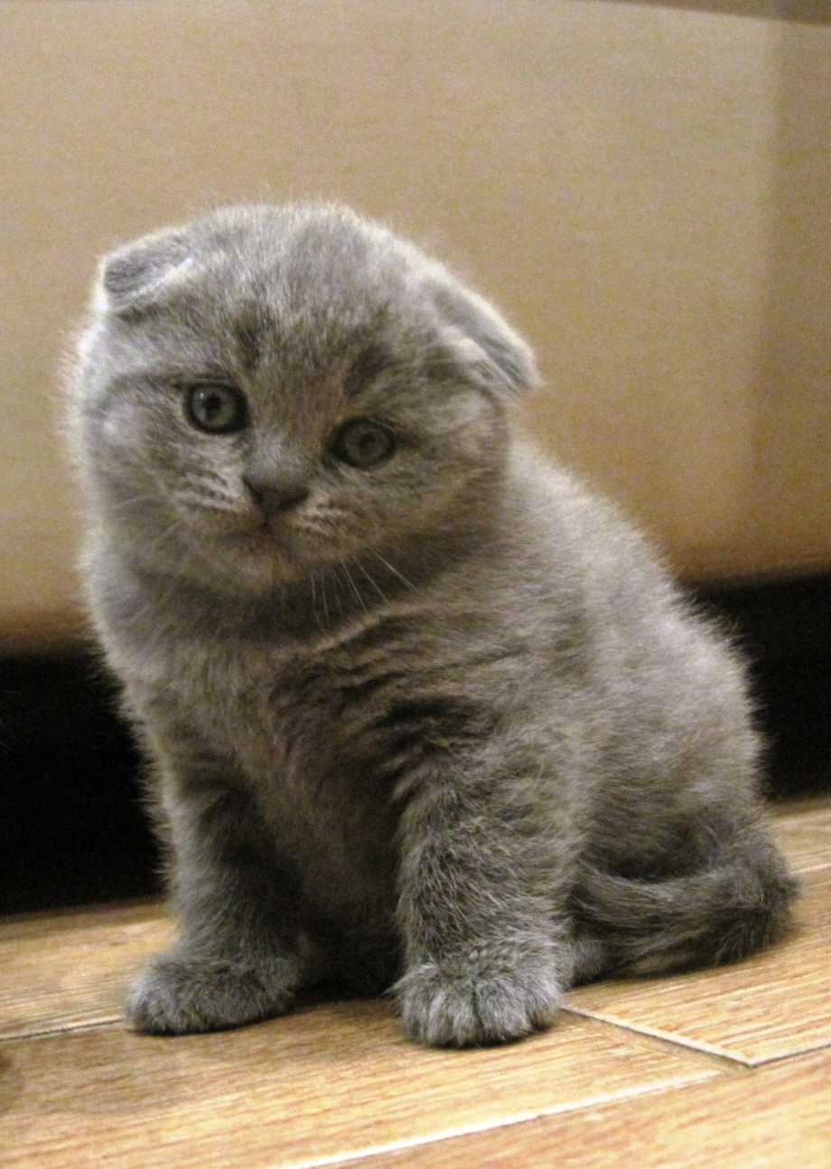 Скоттиш фолд котята серые