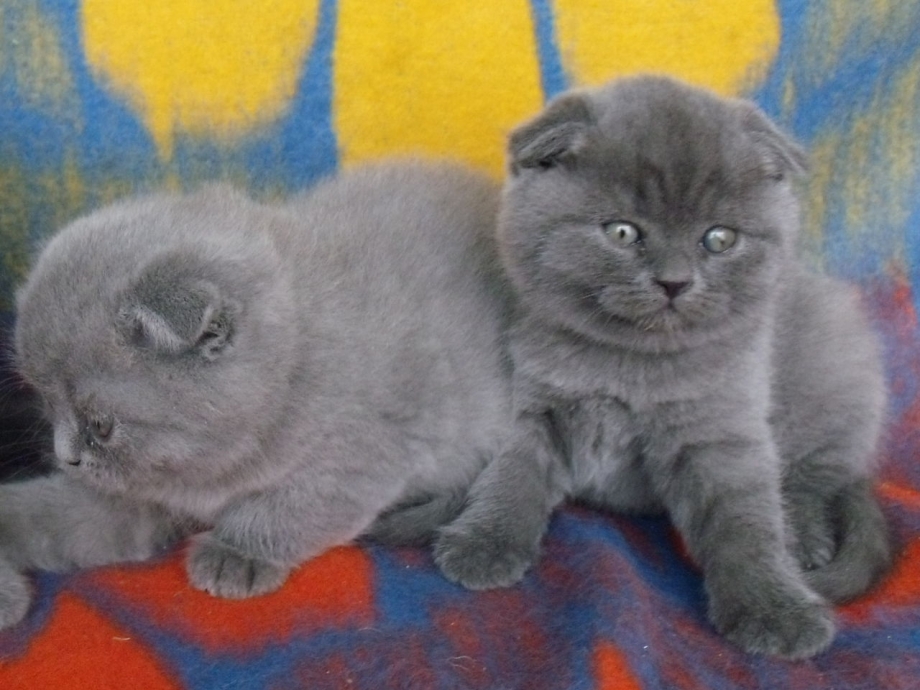 Распродажа котят