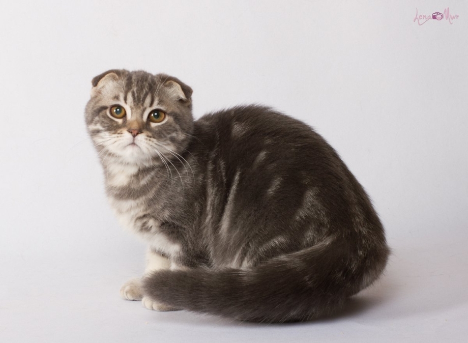 Скоттиш фолд мраморный