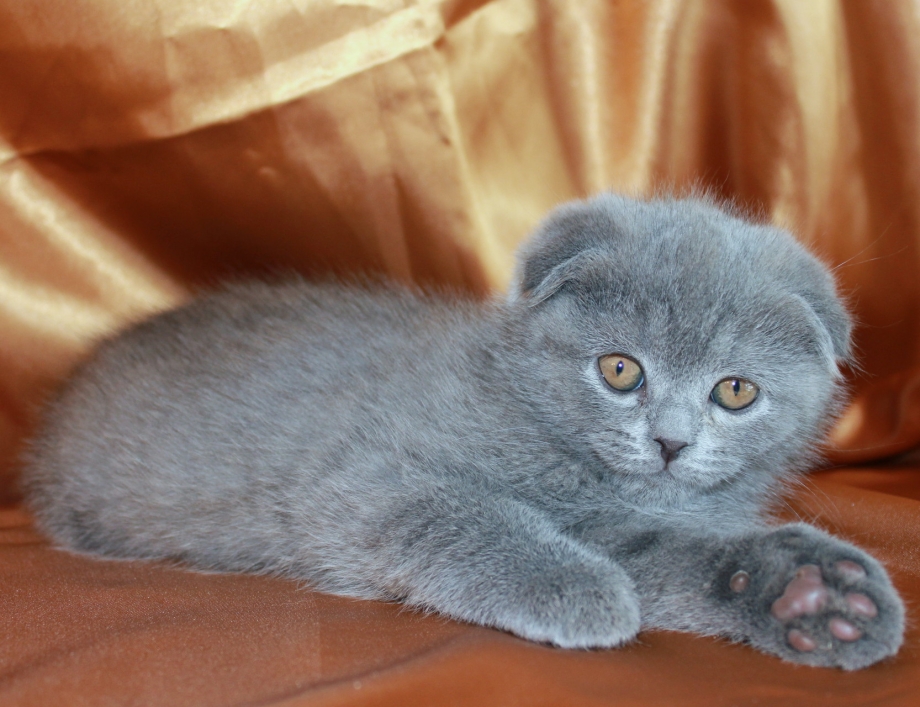 Шотландская вислоухая кошка голубая