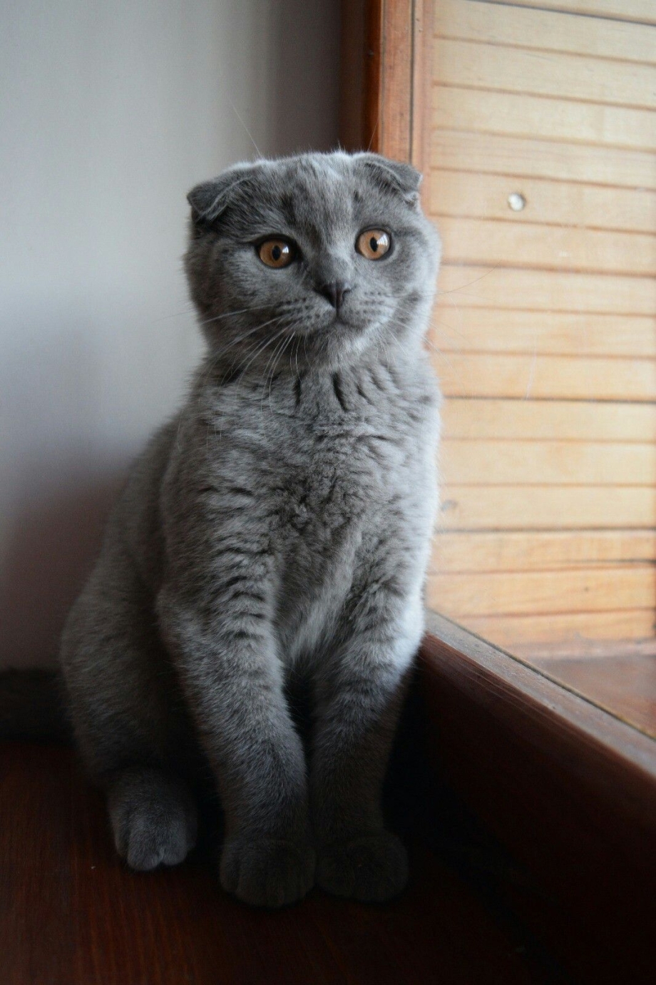 Шотландский вислоухий котенок дымчатый