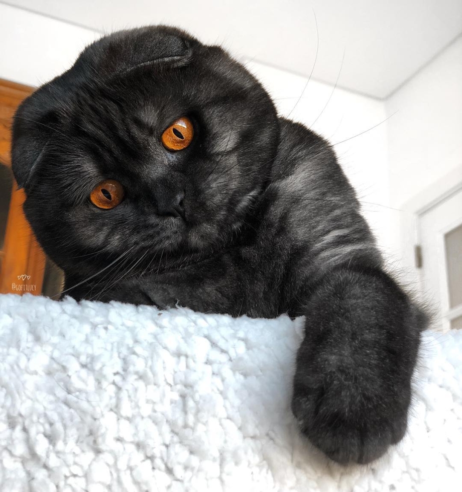 Скоттиш фолд вислоухий черный